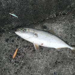 武庫川一文字で五目狙いでの釣果