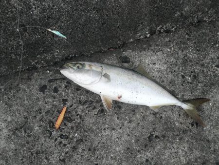 武庫川一文字で五目狙いでの釣果