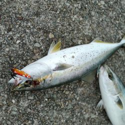 ちょっと寄り道で釣れました