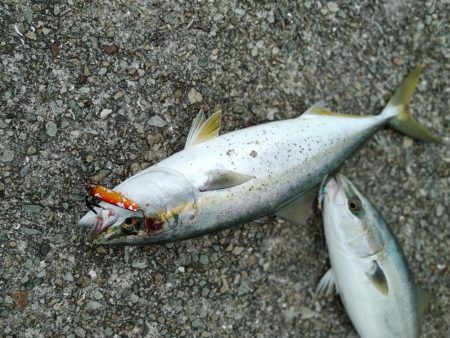 ちょっと寄り道で釣れました