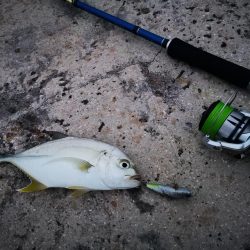 台風明け、やっと風が収まりました