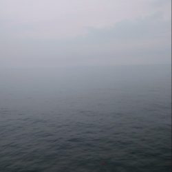 今年はタチウオ遅い