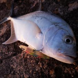 シンペンでロウニンアジ