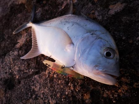 シンペンでロウニンアジ