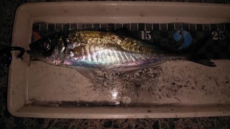 アジングで良型ゲット