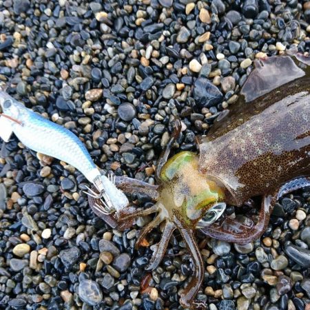 サーフと地磯エギング