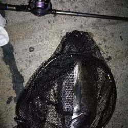 南港ヘチ釣行 (9/28 久々の南港ヘチ釣り 真チヌ44cm、キビレ、メジナ 釣果有り)