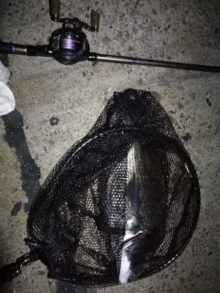 南港ヘチ釣行 (9/28 久々の南港ヘチ釣り 真チヌ44cm、キビレ、メジナ 釣果有り)