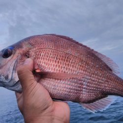 朝マズメキジハタ+イカ狙いで3目