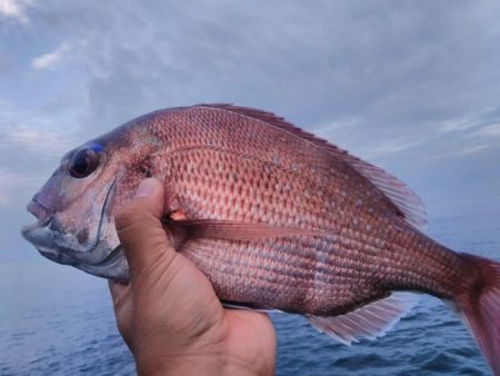 朝マズメキジハタ+イカ狙いで3目