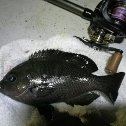 南港ヘチ釣行 (9/29 南港ヘチ釣り 真チヌ、ガシラ、メジナ 釣果有り)