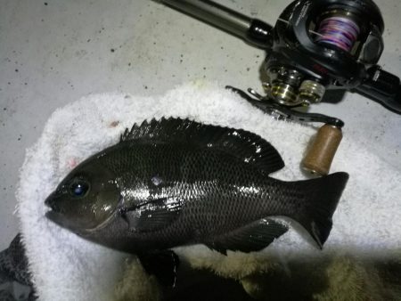 南港ヘチ釣行 （9/29 南港ヘチ釣り 真…