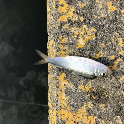 休日をゆっくりサビキで癒されたかった。笑