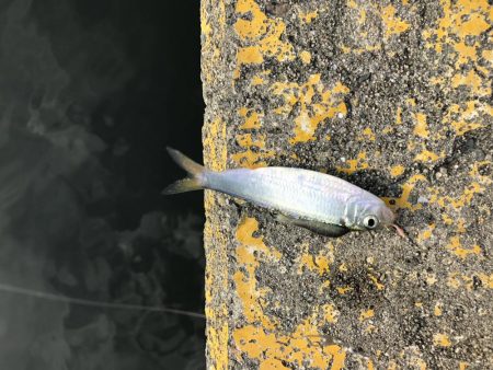 休日をゆっくりサビキで癒されたかった。笑