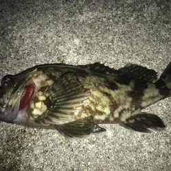 久々のロックフィッシュ！