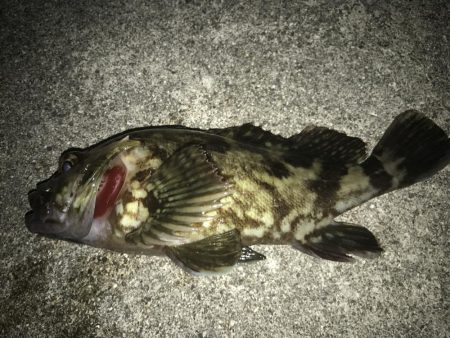 久々のロックフィッシュ！