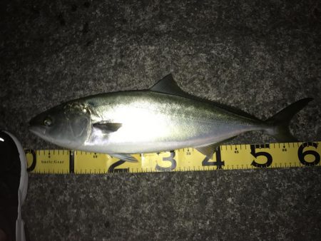 初場所でミノー！62cmハマチ？メジロ！？…