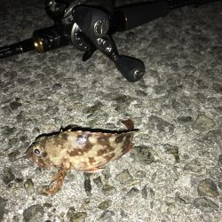 夜アジング、朝ショアジギング釣果！