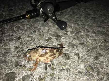 夜アジング、朝ショアジギング釣果！