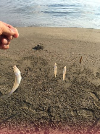 エギングかキス釣りか迷ったけどやっぱキス！…