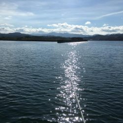 コアジ大漁80匹