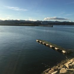 コアジ66匹 メッキ