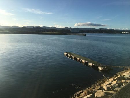 コアジ66匹 メッキ