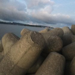 コアジ53匹、メッキ1匹