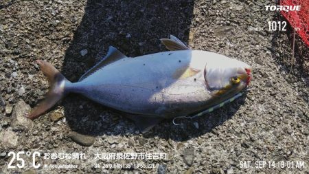 久しぶりの投稿です。