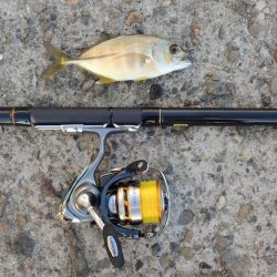 残暑の中のエビ撒き釣り