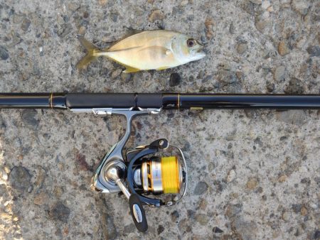 残暑の中のエビ撒き釣り