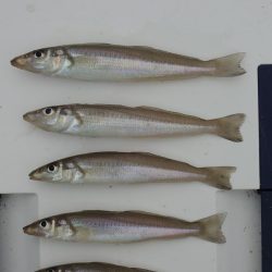 初秋のキス釣り 数は釣れず