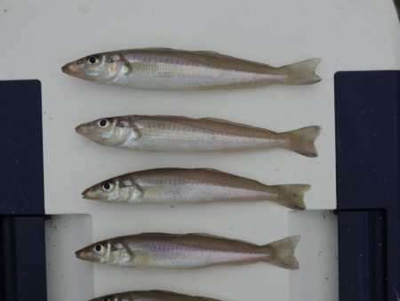 初秋のキス釣り 数は釣れず