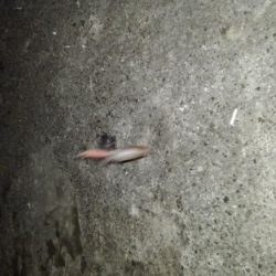 ライトエギング