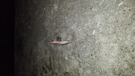 ライトエギング