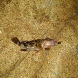 これが噂の毒魚か