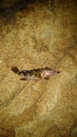 これが噂の毒魚か