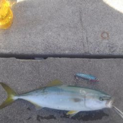 日中でも活性高し