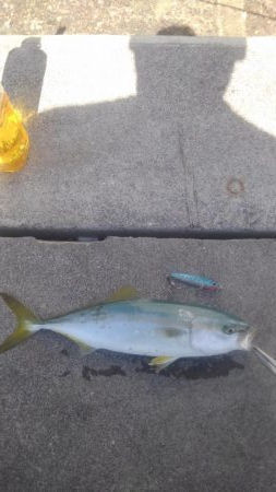 日中でも活性高し