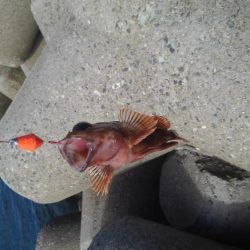 ガシラを食べたかったが結局ツバス