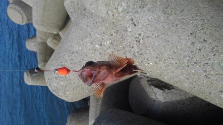 ガシラを食べたかったが結局ツバス