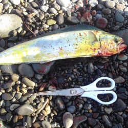 トップガイドのリングが割れた(泣)