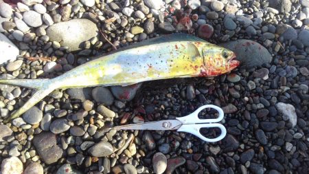 トップガイドのリングが割れた(泣)