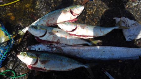 釣れすぎ注意報
