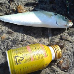 あおものさんはどこへ(・_・?)