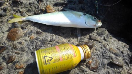 あおものさんはどこへ(・_・?)