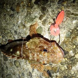 ロックフィッシュ