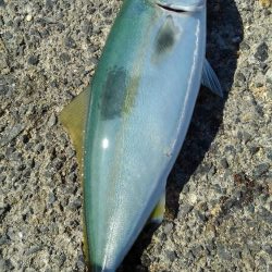 ぎりぎりハマチちゃん