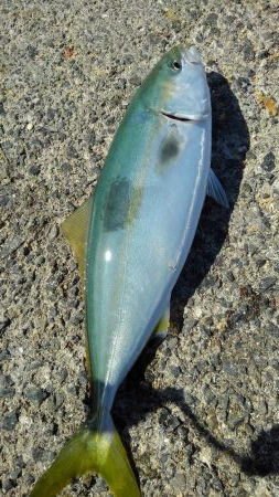 ぎりぎりハマチちゃん