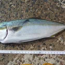 ハマチと呼ばせて！！